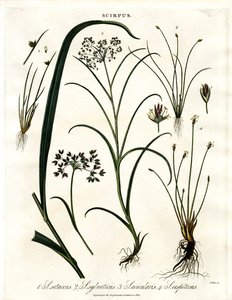 Scirpus Species