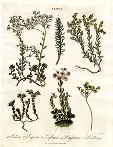 Various Stonecrop Species