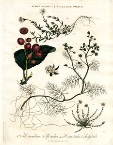 Sison, Spergula, Stellaria, Sorbus