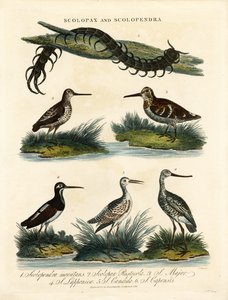 Snipes and Centipede