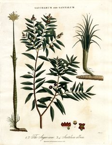Sugar Cane and Sandalwood