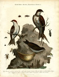 Swallows, Starling and Beetles
