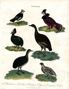 Grouse Species