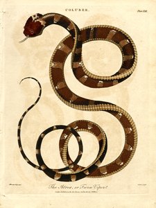 The Atropos or Fierce Viper