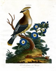 The Crested Chatterer of America