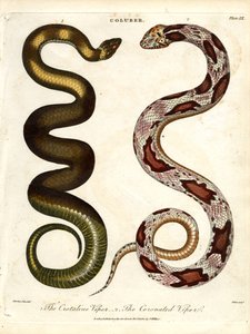 The Crotaline Viper and The Coronated Viper by John Pass
