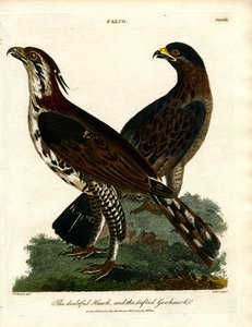 The Doubtful Hawk and the Tailed Goshawk