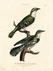 The Gilded Cuckoo Male and Female