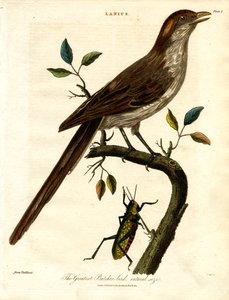 The Greatest Butcher-bird, natural size