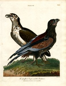 The Griffard Eagle and the Boatman