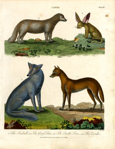 The Jackal, the Grey Fox, the Arctic Fox, and the Fennec