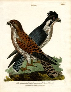 The Mountain Kestrel and Crested Fisher Falcon