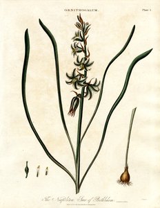 The Neapolitan Star of Bethlehem