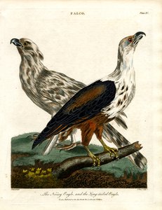 The Noisy Eagle and the Long-tailed Eagle