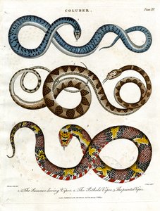 Three Different Species of Vipers