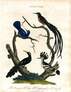 Upupa and Yunx (Hoopoe and Wryneck)