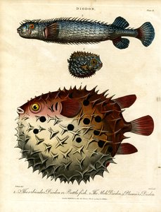 Various Porcupine Fish (Diodon)