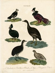 Various Species of Grouse (Tetrao)