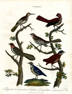 Various Thrush Species