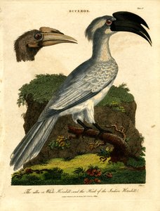 White Hornbill and Indian Hornbill