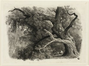 Old Tree in the Billah - Sherwood Forest