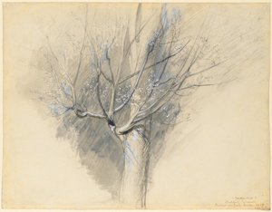 Budding Sycamore