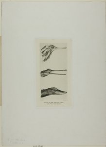Heads of Saw-Bill Duck and Two Crocodiles by John Ruskin