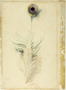 Peacock Feather