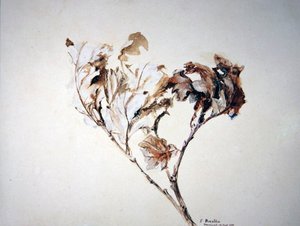 Study of Oak Leaves by John Ruskin