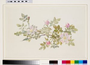 Study of Wild Rose