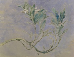 Study of a Sprig of a Myrtle Tree