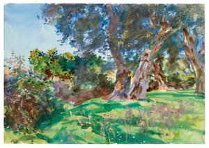 Olive Trees, Corfu