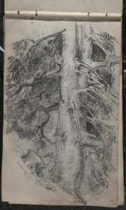 Study of a Tree, 1871-72 by John Singer Sargent