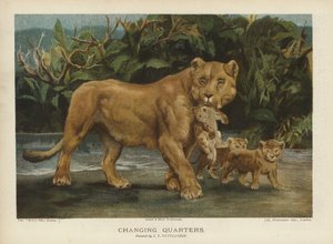 Changing Quarters: lioness moving her cubs by John Trivett Nettleship