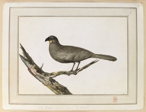 Drawing of a Wattle Bird by John Webber