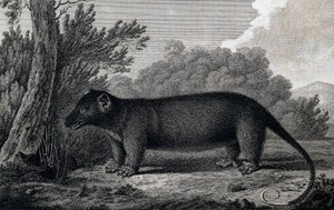 Opossum, Engraving after Drawing by John Webber Made During Third Voyage of James Cook by John Webber