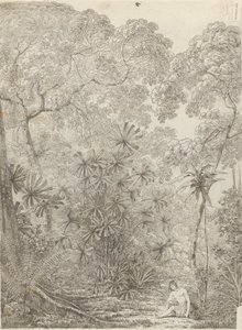 The Fan Palm of Cracatoa by John Webber