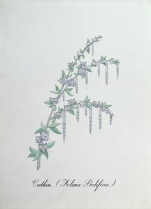 Catkin, Illustration from 