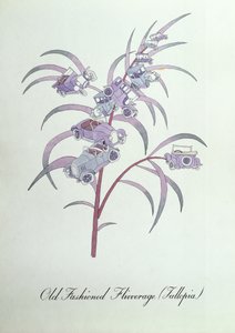 Old Fashioned Flivverage (Fallopia), illustration from 