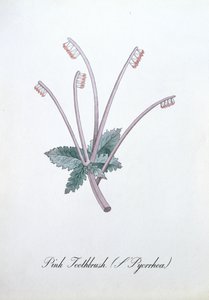 Pink Toothbrush, Illustration from 