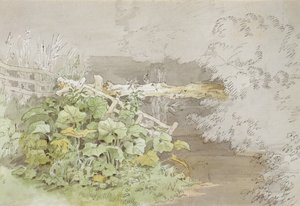 Dock Plants by a Shaded Stream by John White Abbott