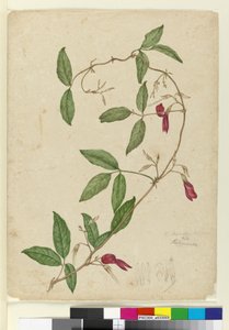 Kennedia rubicunda by John William Lewin