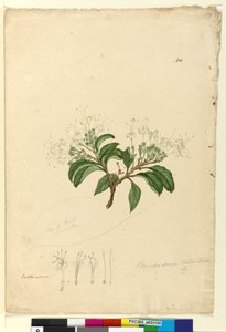 Page 100. Clerodendrum tomentosum by John William Lewin