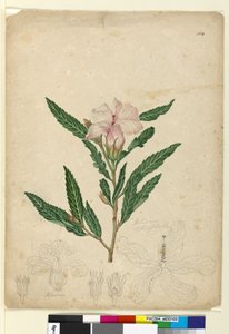 Page 104. Hibiscus heterophyllus by John William Lewin