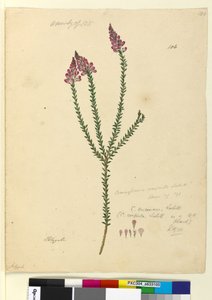 Page 106. Comesperma ericinum