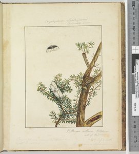 Page 11. Plate 3 Cryptophasa Septosfermi Pultenae Lewin, 1803-04