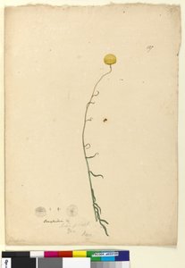 Page 127. Craspedia by John William Lewin