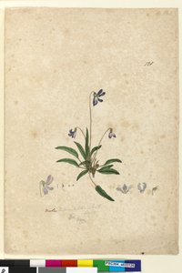 Page 128. Viola betonicifolia
