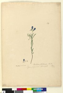 Page 129. Ionidium filiforme