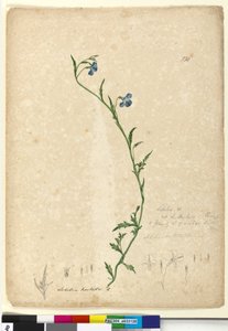 Page 130. Lobelia hostataLobelia gracilis